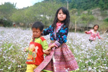 Moc Chau the flowering season