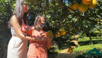 Vào vườn cam Mộc Châu trải nghiệm hái cam siêu sung sướng