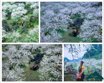 Những địa điểm chụp ảnh hoa mận Mộc Châu đẹp nhất