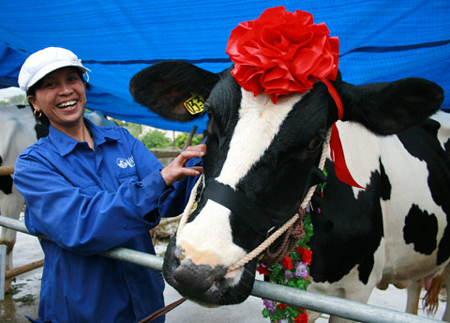 Hơn 100 con bò, bê sẽ tham gia Hội thi Hoa hậu bò sữa  Mộc Châu năm 2011