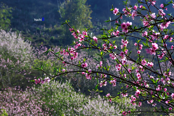 Thung lũng thắm sắc hoa đào ở Mộc Châu