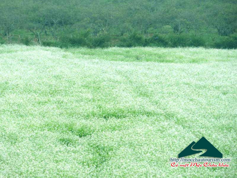 Fields of pristine white flowers in Moc Chau Plateau