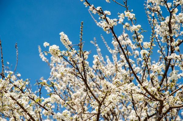 Hình ảnh: Lạc bước thiên đường mùa hoa mận trắng trời Mộc Châu số 1