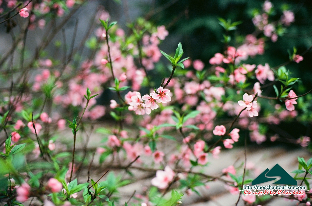 Mộc Châu mùa nào đẹp nhất: 4 mùa hoa đẹp không thể cưỡng nổi ở Mộc Châu