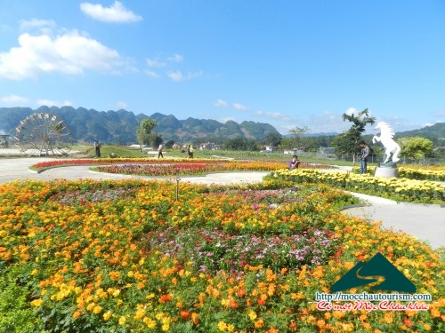 Love garden - Điểm đến mới tại Mộc Châu