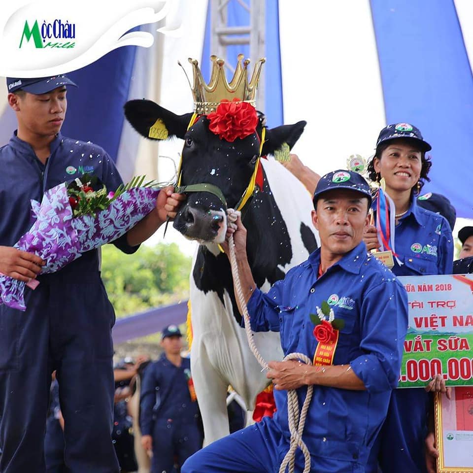 Tân hoa hậu bò sữa năm 2018 - 60 năm trọn tấm lòng Mộc Châu