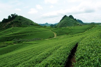 Moc Chau Green Tea
