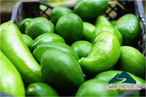 Summer is pleased picking Moc Chau avocado