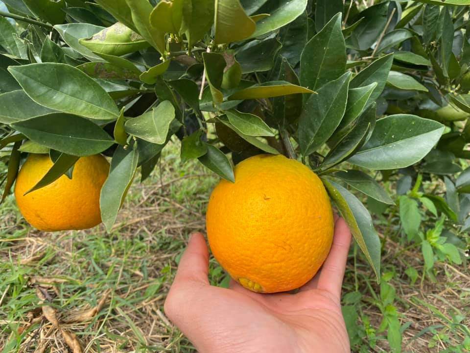 cây cam cara úc ở Việt Nam